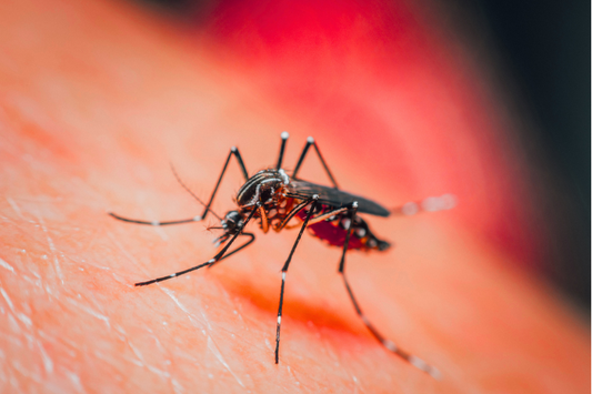 Mosquito & Tick